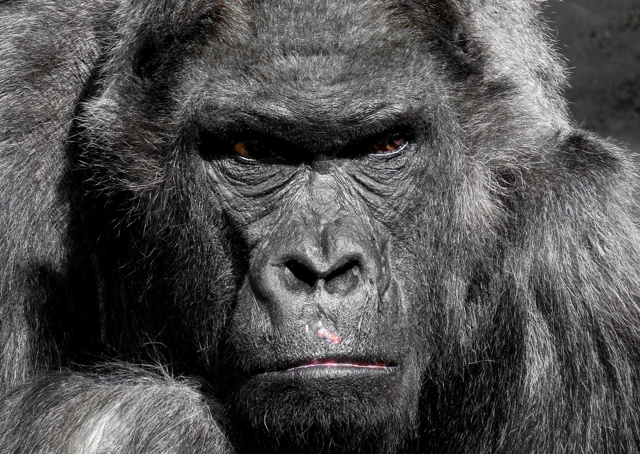  Close up image of a angry gorilla.
