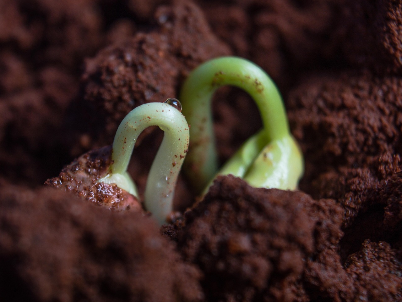  Close up image of chickpeas sprouting.